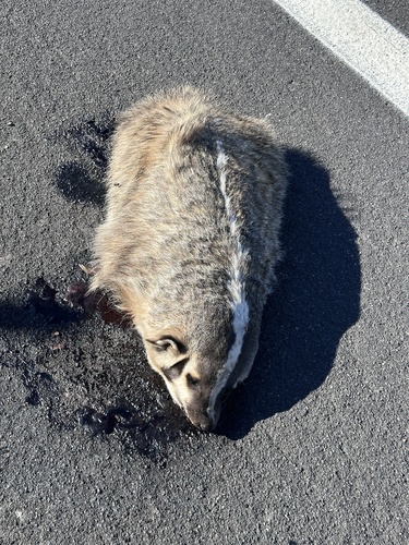 American Badger observed by ocean_beach_goth