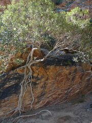 Ficus desertorum