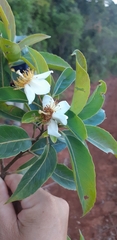 Theaceae