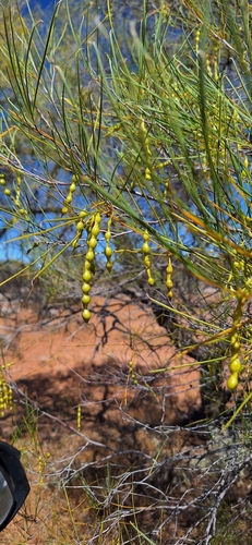 Acacia burkittii observed 2026-10-16