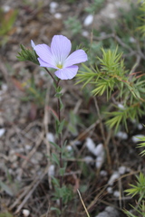 Linum lanuginosum