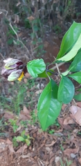 Gmelina philippensis