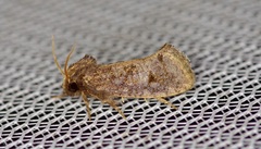 Acrolophus texanella