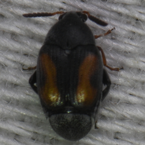 Stator limbatus