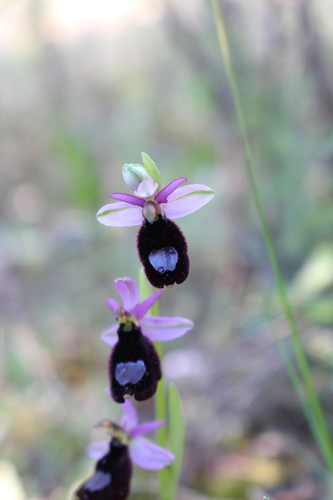 Bertoloni's bee orchid (Ophrys bertolonii)