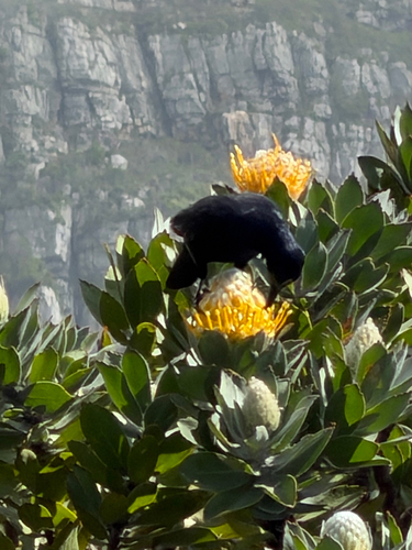 iNaturalist image