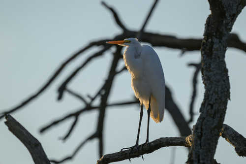 Great Egret
