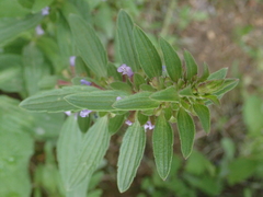 Dracocephalum thymiflorum