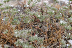 Minuartia glomerata