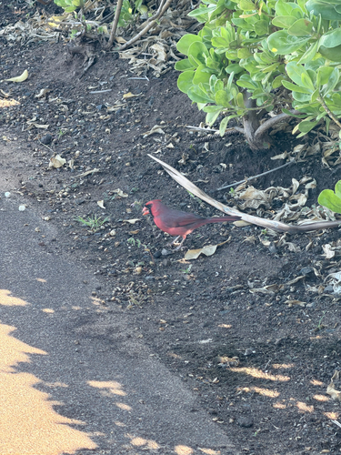 Cardinalis cardinalis observed 2026-10-16