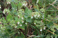 Symphytum tauricum