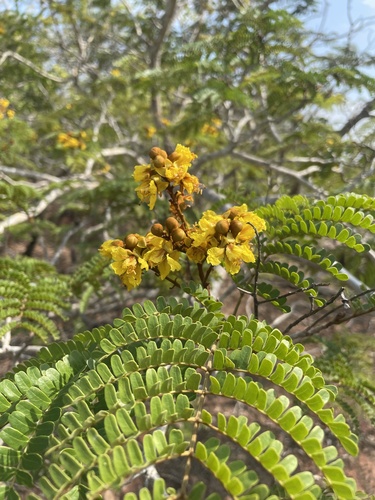 Peltophorum pterocarpum observed 2026-10-17