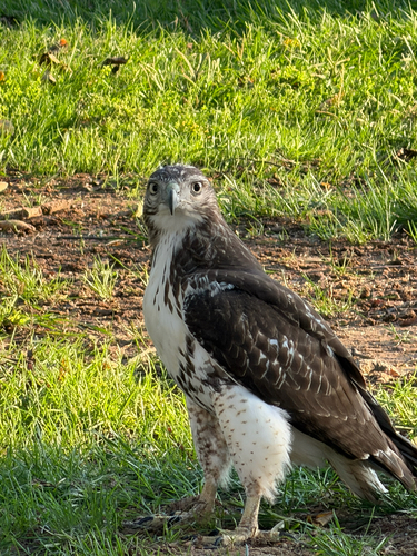 Red-tailed Hawk