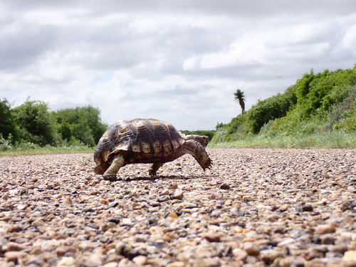 Texas Tortoise
