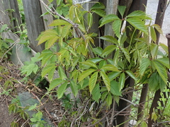 Parthenocissus inserta