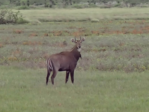 Nilgai