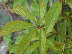 Parthenocissus inserta