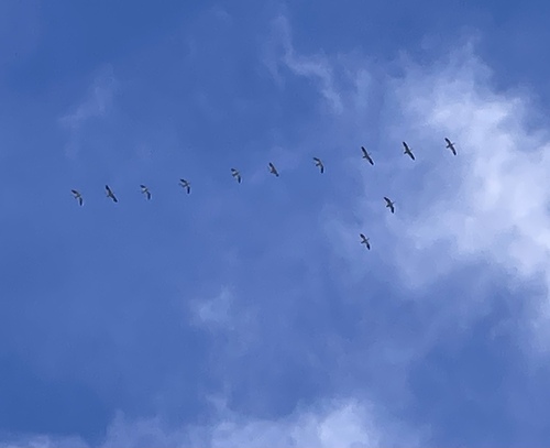 Snow Goose