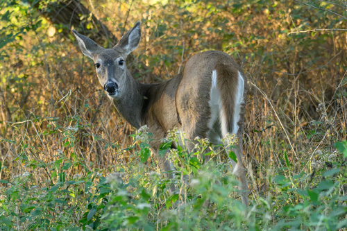 White-tailed Deer