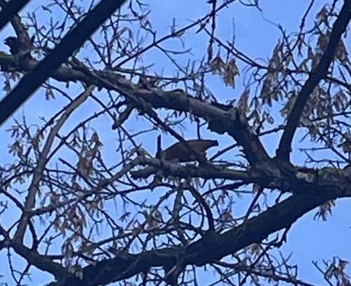 Red-breasted Nuthatch