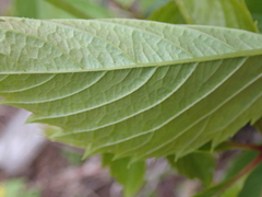 Parthenocissus inserta