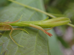 Parthenocissus inserta