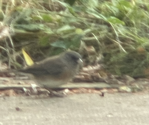 Dark-eyed Junco