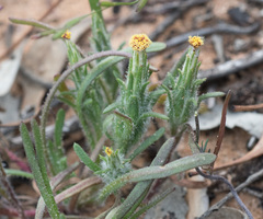 Podotheca angustifolia