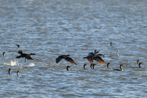 Double-crested Cormorant