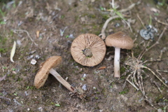 Inocybe lacera