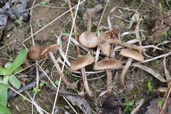 Inocybe lacera
