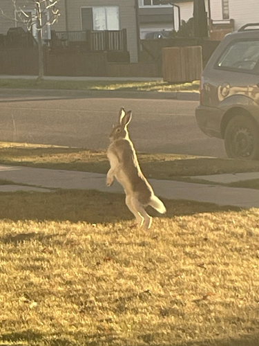 White-tailed Jackrabbit observed by nature_paparazzi
