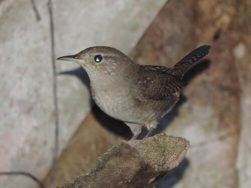 Northern House Wren