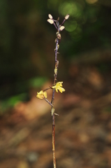Aphyllorchis montana