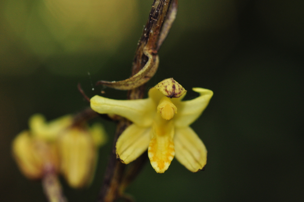 Aphyllorchis montana (Aphyllorchis montana)