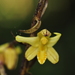 Aphyllorchis montana - Photo (c) 王錦堯（Ong Jin Yao）,  זכויות יוצרים חלקיות (CC BY-NC), הועלה על ידי 王錦堯（Ong Jin Yao）