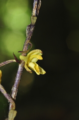 Aphyllorchis montana