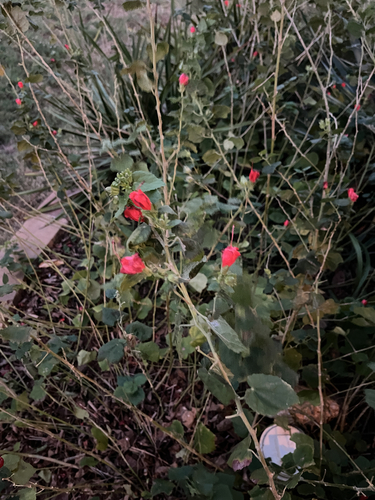 Turk's cap