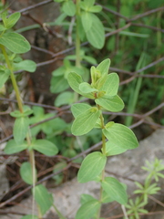 Hypericum perforatum