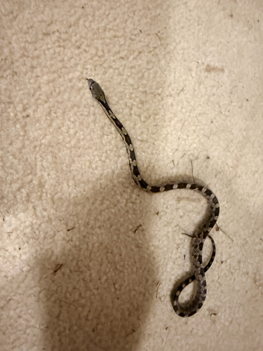 Central Ratsnake observed by tent_sounds
