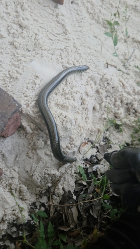 Eastern Glass Lizard observed by robinson_s_11