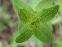 Hypericum perforatum