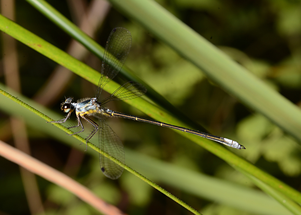 Coastal Flatwing