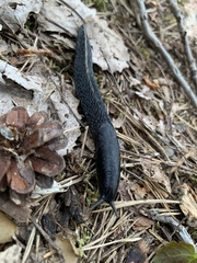 Limax cinereoniger