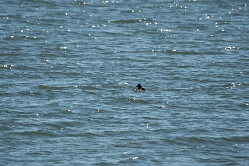 Common Goldeneye