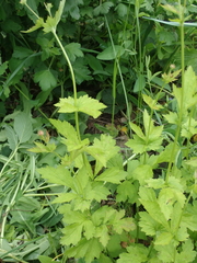 Geum