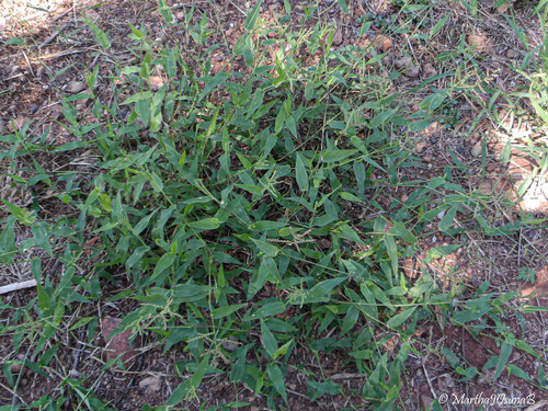 Urochloa reptans observed 2026-10-09