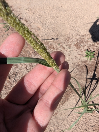 Spike Dropseed