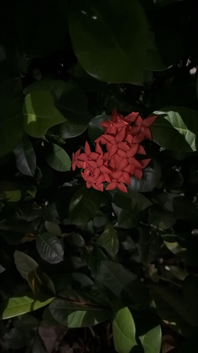 Ixora coccinea observed 2026-10-16