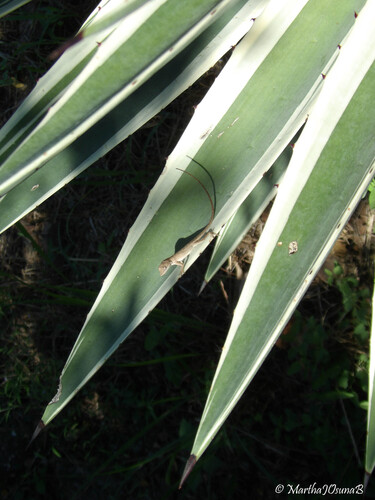 Agave angustifolia observed 2026-10-09